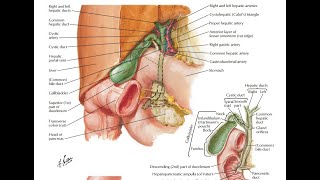Gallbladder and biliary apparatus