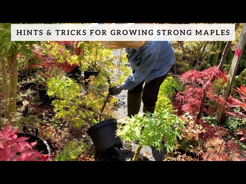 Video: Maple Avvisningsinformasjon: Reasons For Maple Dieback In The Landscape