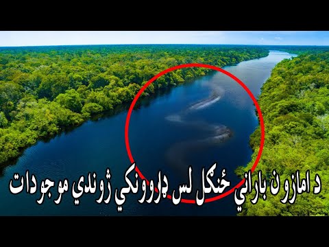 Amazon Jungle In Pashto | Do You Know | د امازون ځنګل لس ډاروونکي ژوندي موجودات وپیژنئ | ایا پوهیږئ