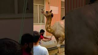 Big Camel Qurbani 