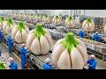 Inside a Giant Garlic Factory USA | Full Tour of Garlic Processing, Peeling & Packaging