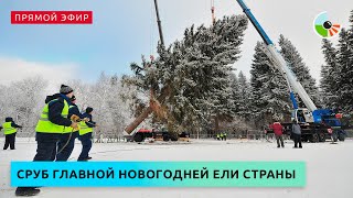 Церемония спила главной новогодней ели страны