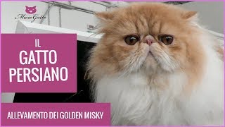 Persian cat: all information, prices and features