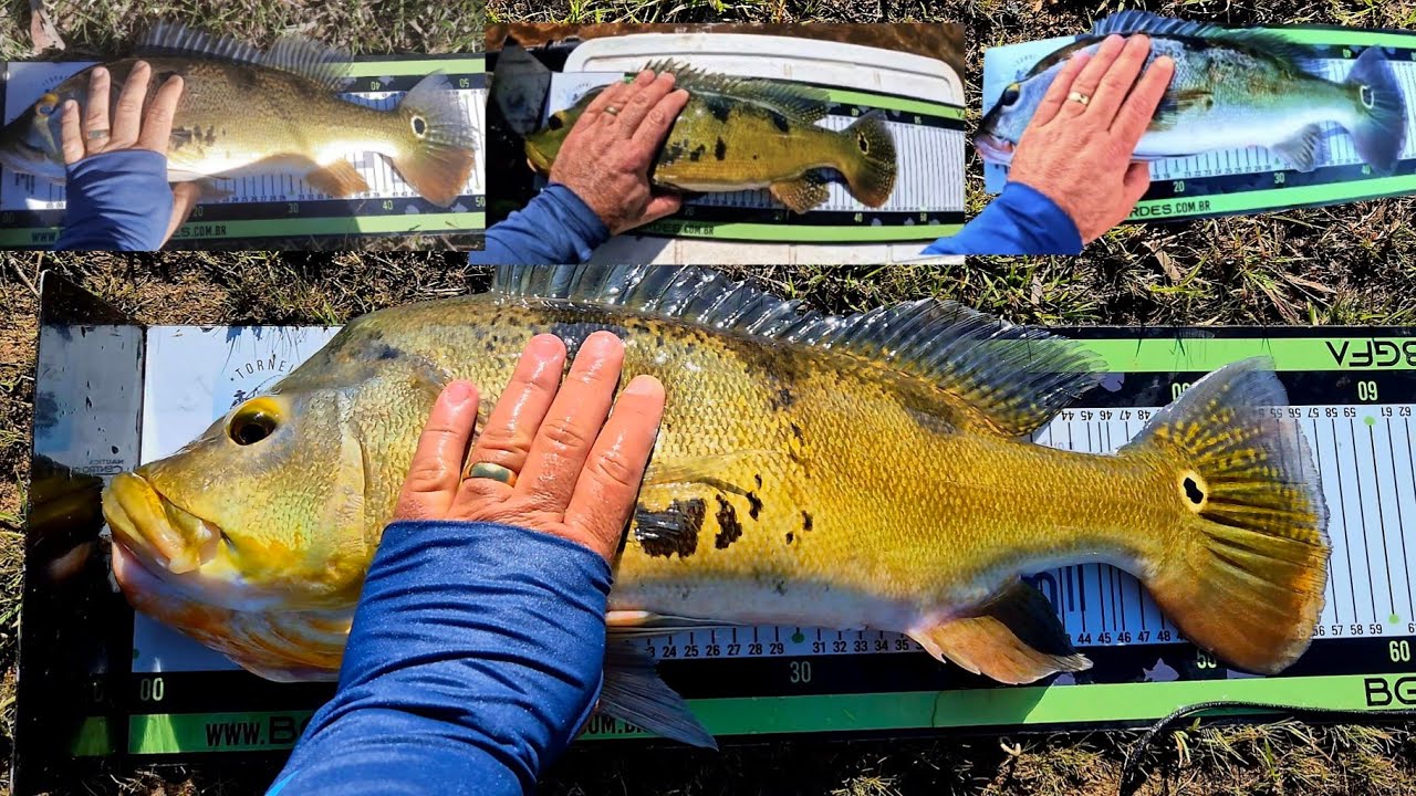 Captura e Soltura dos peixes que me deu Troféu de maior peixe e segundo lugar no Torneio virtual..