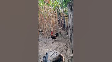 gà rừng đi nương cho gà ăn uống.pub qaib qus daj zoo nkauj
