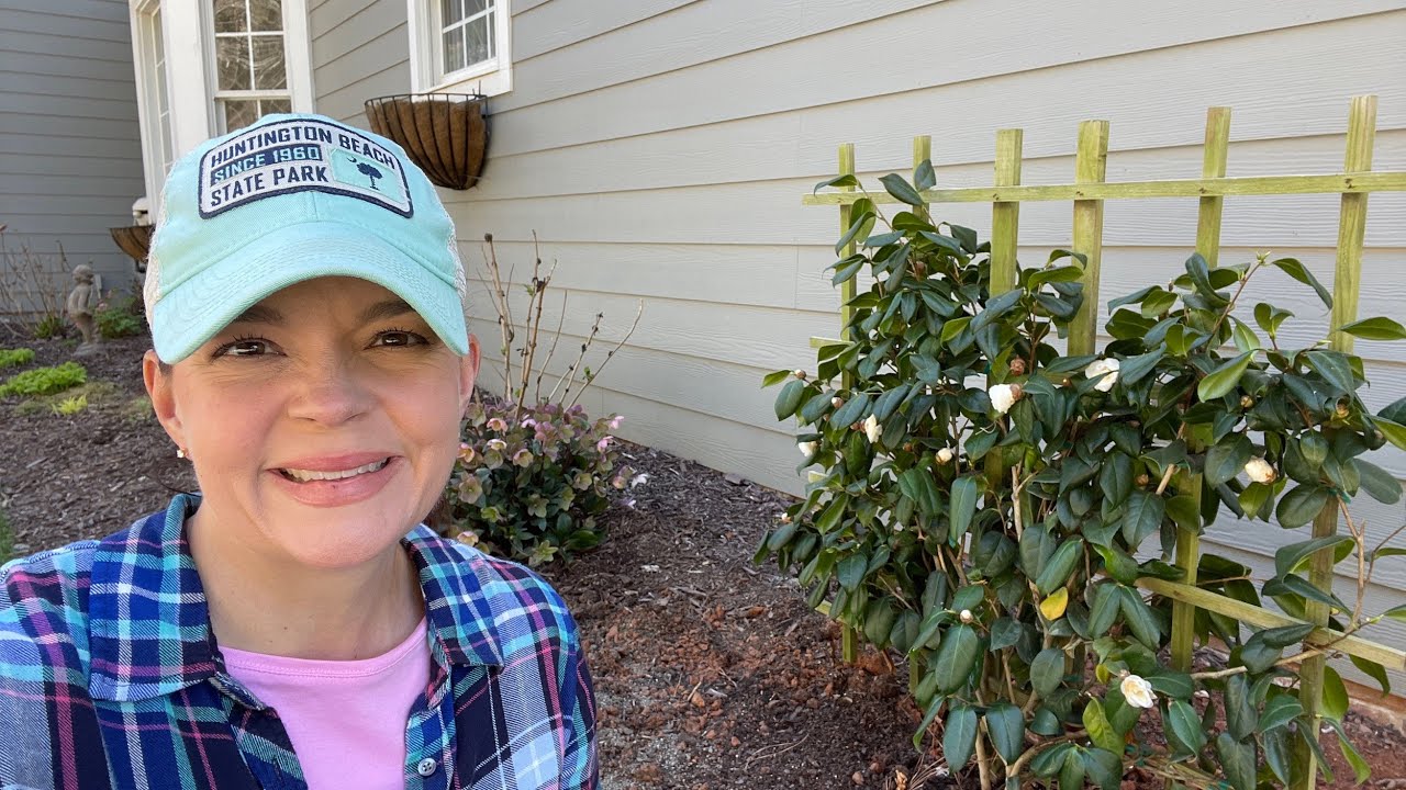 Planting a white by the gate camellia gardening with creekside youtube