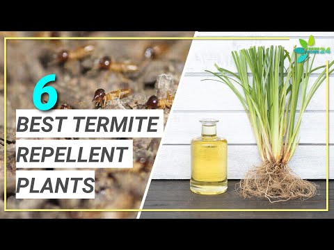 Video: Watter flagellaat is simbioties met termiete?