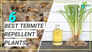 Are There Plants That Repel Termites? 6 Best Termite Repellent Plants