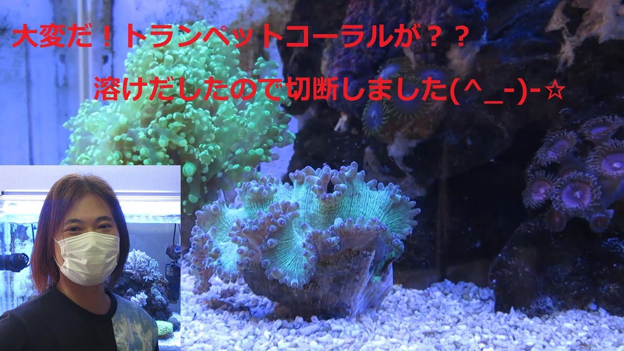 トランペットコーラル 2026年最新】トランペットコーラル(Trumpet Coral)の通販 - Yahoo