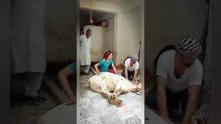 Eid special qurbani 2020