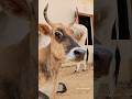 Big Cow 😁😳/#shorts #cow #cowsound #cowshorts #animalontheway #cowvideos #cowvideo #cowvoice #funny