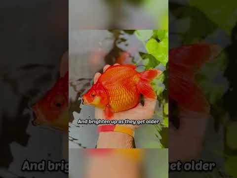 Video: Kodėl „Goldfish“keičia spalvą arba pasukite baltą?