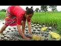 Catching frogs and catfish by women - Fish bite frogs in the field - Cook for dogs and ducks.