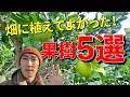 畑に植えて本当に良かった果樹5選｜育てやすくて実が楽しめるおすすめ果樹【家庭菜園】
