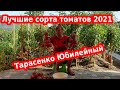 Сорта томатов Тарасенко юбилейный - лучшие сорта помидор 2021