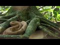 LA PELIGROSA Y SORPRENDENTE ISLA DE LAS SERPIENTES VENENOSAS / ISLA QUEIMADA GRANDE