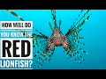 Red Lionfish || Description, Characteristics and Facts!