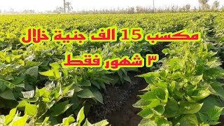 دراسة جدوي زراعة فدان من الفاصوليا البيضاء