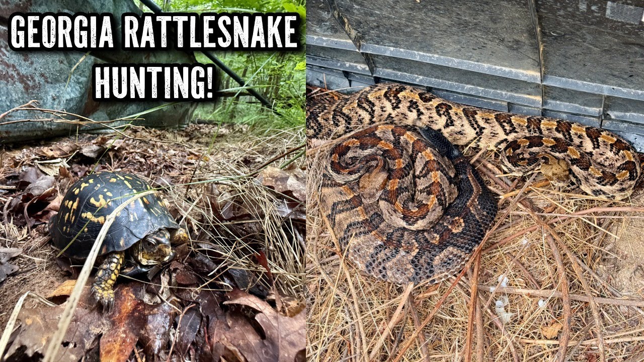 North Georgia and West Texas Rattlesnakes! Looking for Snakes from the Forest to the Desert!