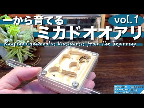 Keeping Camponotus kiusiuensis from the beginning vol.1