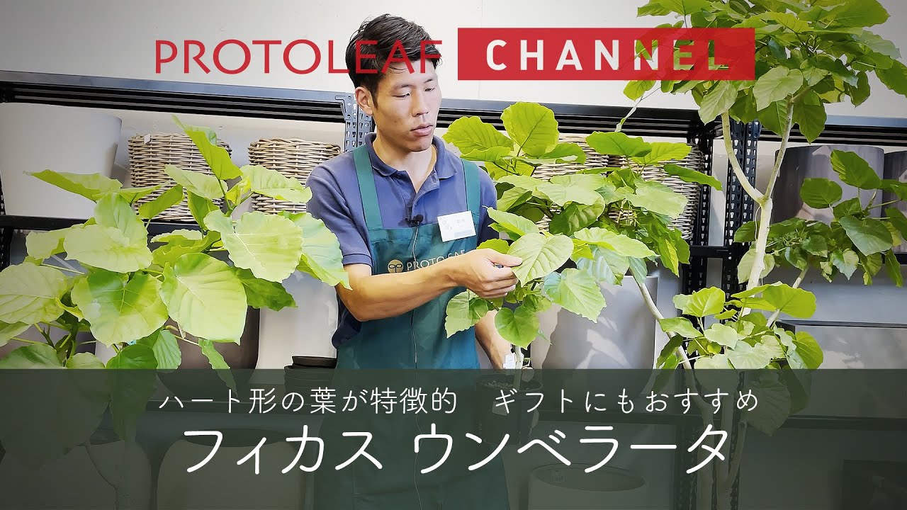おすすめ観葉植物 03 フィカスウンベラータについて Youtube おすすめ観葉植物 03 フィカスウンベラータについて Youtube