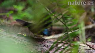 Male Superb bird-of-paradise (Lophorina superba) displaying, Papua New Guinea