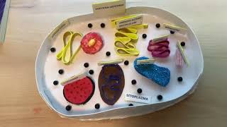 Hayvan Hücresi Maketi Yapımı