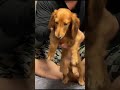 動きたいパパと離れたくないダックス #shorts #ダックスフンド#子犬 #dachshund