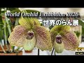 World Orchid Exhibition 2026 . Exquisite Orchids from Around the World in Japan’s Midwinter.世界のらん展