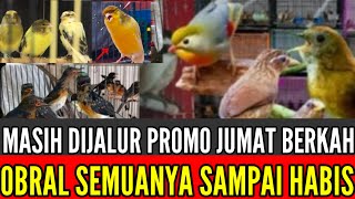 🔴 JUMAT BERKAH PROMO BURUNG LOKAL \u0026 IMPORT REALL BURUNG PILIHAN GREAT A 0838-7553-6945