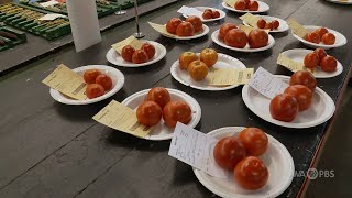 Best Tasting Tomato | 2021 Iowa State Fair