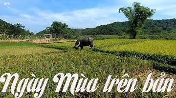 ĐI GẶT LÚA - CÁNH ĐỒNG MÙA GẶT LÚA Ở QUÊ TÔI - NTQ Vlogs my life