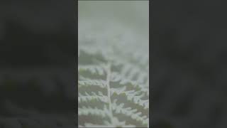 INDEPENDENT LIFE out now