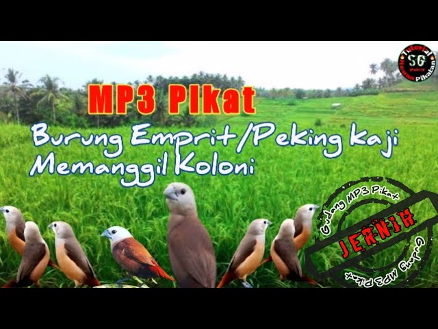 Suara Pikat burung Emprit Kaji Memanggil Koloni class=