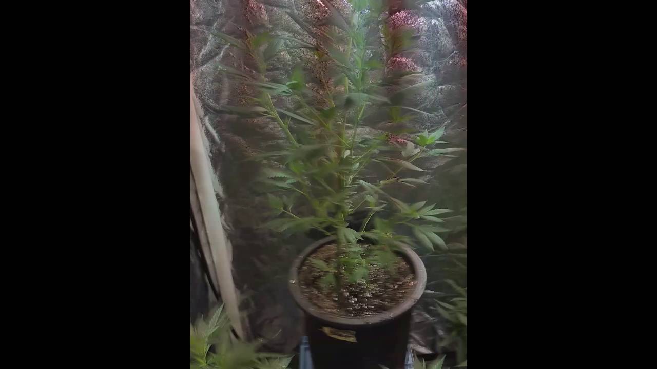 Growing our Medical Cannabis