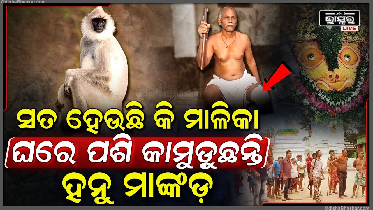 ସତ ହେଉଛି କି ମାଳିକା ବଚନ ? ଘରେ ଘରେ ପଶି କାମୁଡ଼ିଲେଣି ହନୁମାଙ୍କଡ଼