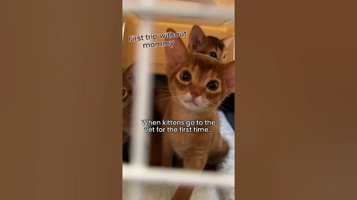 Watch the video about Kitten first vet visit - mommy reaction 😱 Abyssinian kittens #abyssinian #catlover #kitten #cute