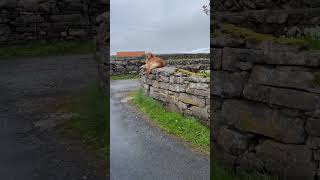 POV Greets a Cozy Dog as It Sits on a Dry-Stacked Stone Wall