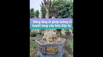 Bằng lăng ghép tường vi huyết long cây nổi bứu độc lạ