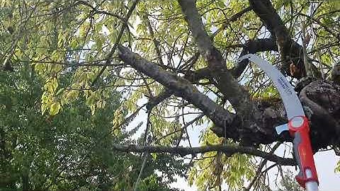 At home with WOLF-Garten: multi-change® Pro Pruning Saw