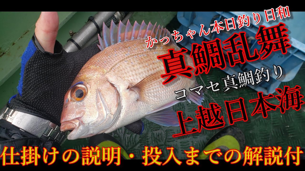 秋のコマセ真鯛は数釣りが楽しめる 誘いからの落とし込みで簡単に真鯛が狙える 真鯛の釣り方 仕掛け教えます Youtube