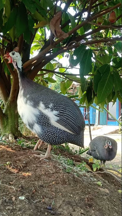 suara ayam mutiara ayam Afrika