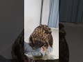 【フクロウ】空飛ぶ猫 #shorts