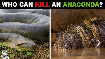7 Animals That Could Defeat An Anaconda