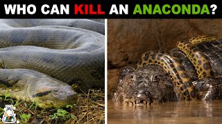 7 Animals That Could Defeat An Anaconda