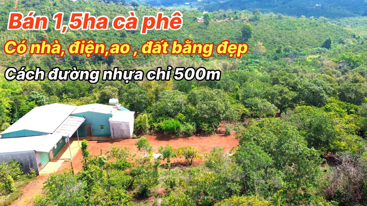 Bán 1,5ha Cà Phê Đẹp Gần Mọi Tiện Ích Tại Xã Quảng Tân Lâm Đồng 