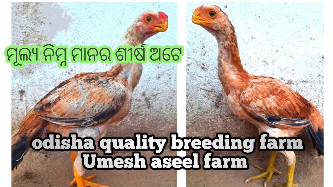 Pure quality parrot baek Tampar tail Aseel farming in odisha chicks rooster hen available 7327860231