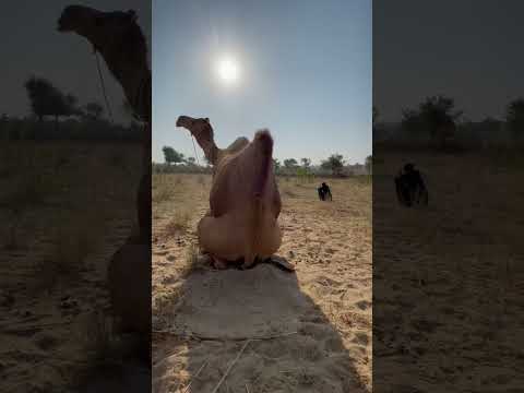 ا ل ج م ل الض ع يف ج د ا ي ج ل س ع ل ى الر م ال