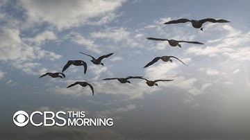 Philadelphia residents work to save birds who hit buildings during migration