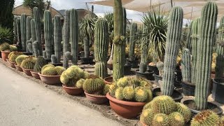 🌵TIPOS DE CACTUS Y SUS NOMBRES🌵 ¿SORTEO DE CACTUS? 🌵